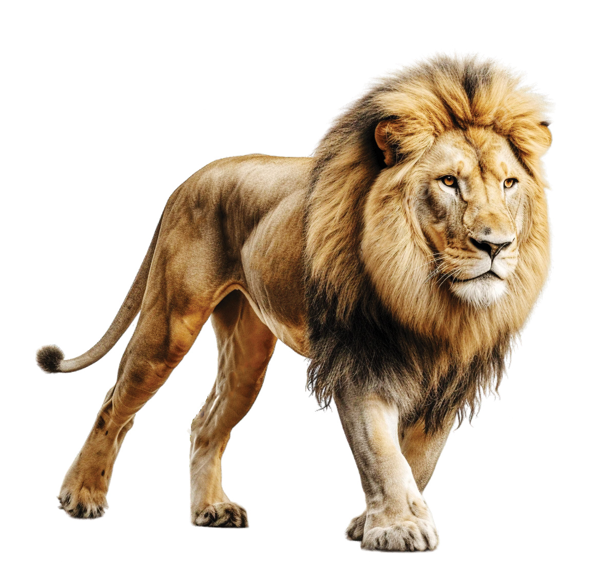 بازی با شیر در ویلای شخصی