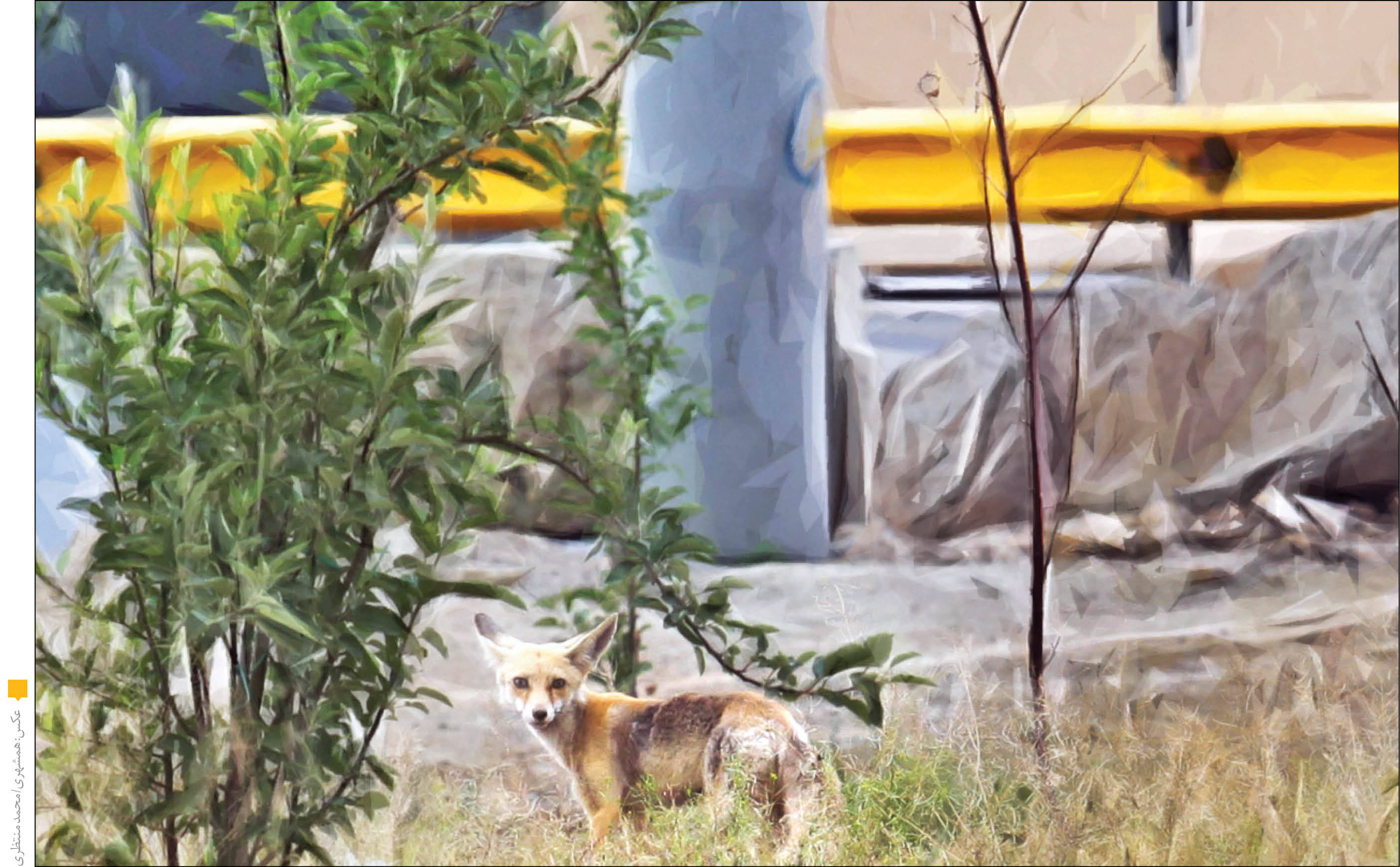 کمین شکارچیان روباه در بوستان‌های جنگلی