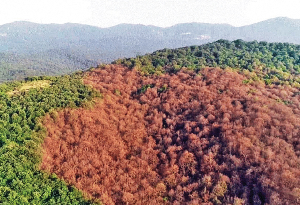 شمشاد هیرکانی منقرض نمی‌شود