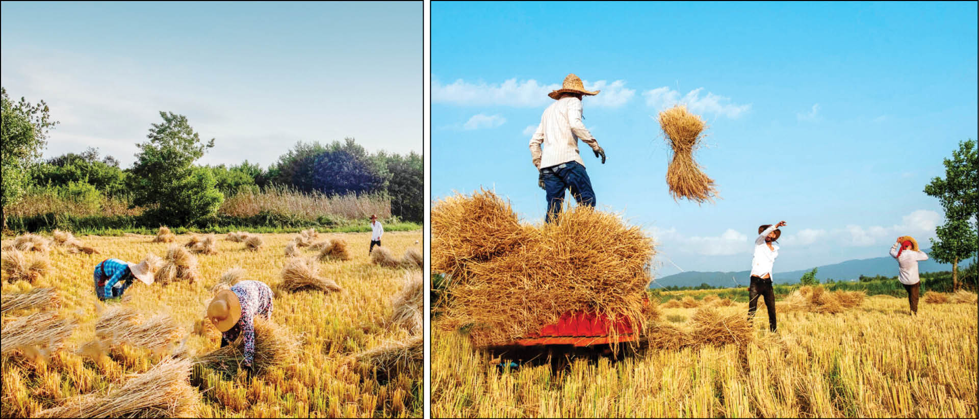 فصل درو/ گیلان