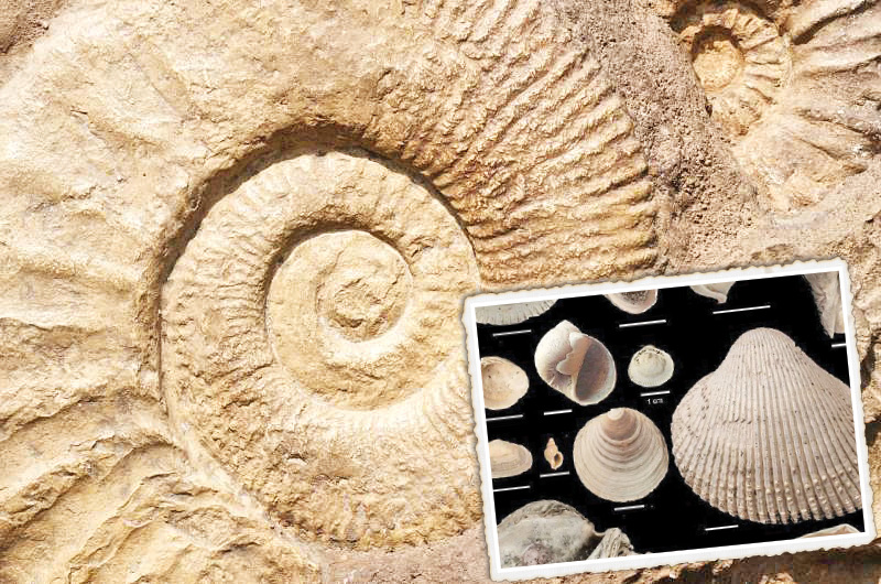 فسیل در چاه