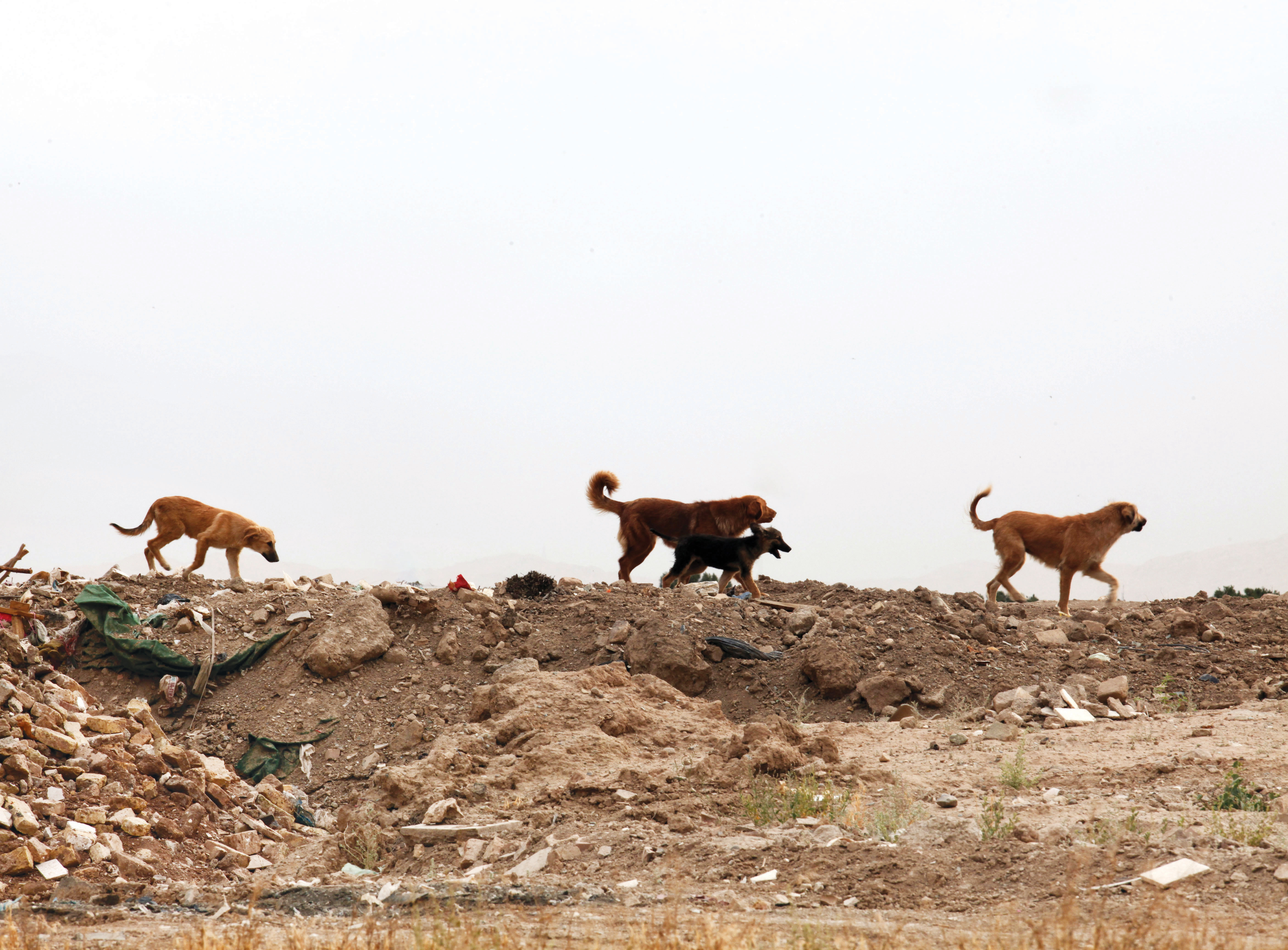 آمار ترسناک از خسارت سگ‌های ولگرد