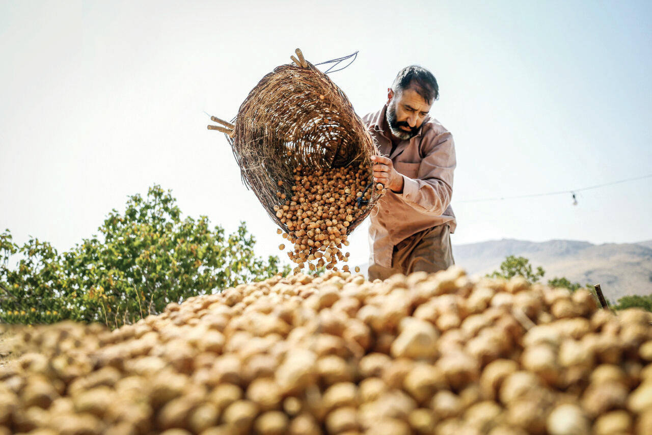 انجیر استهبان