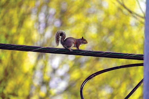 بی‌برقی سنجابی!