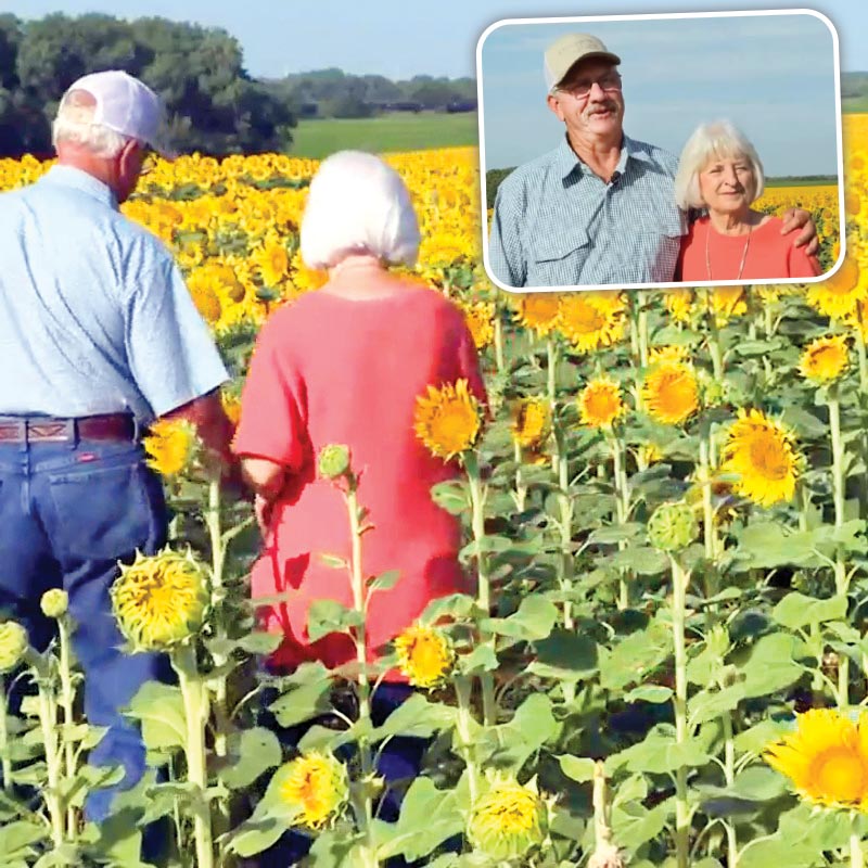 یک مزرعه عشق