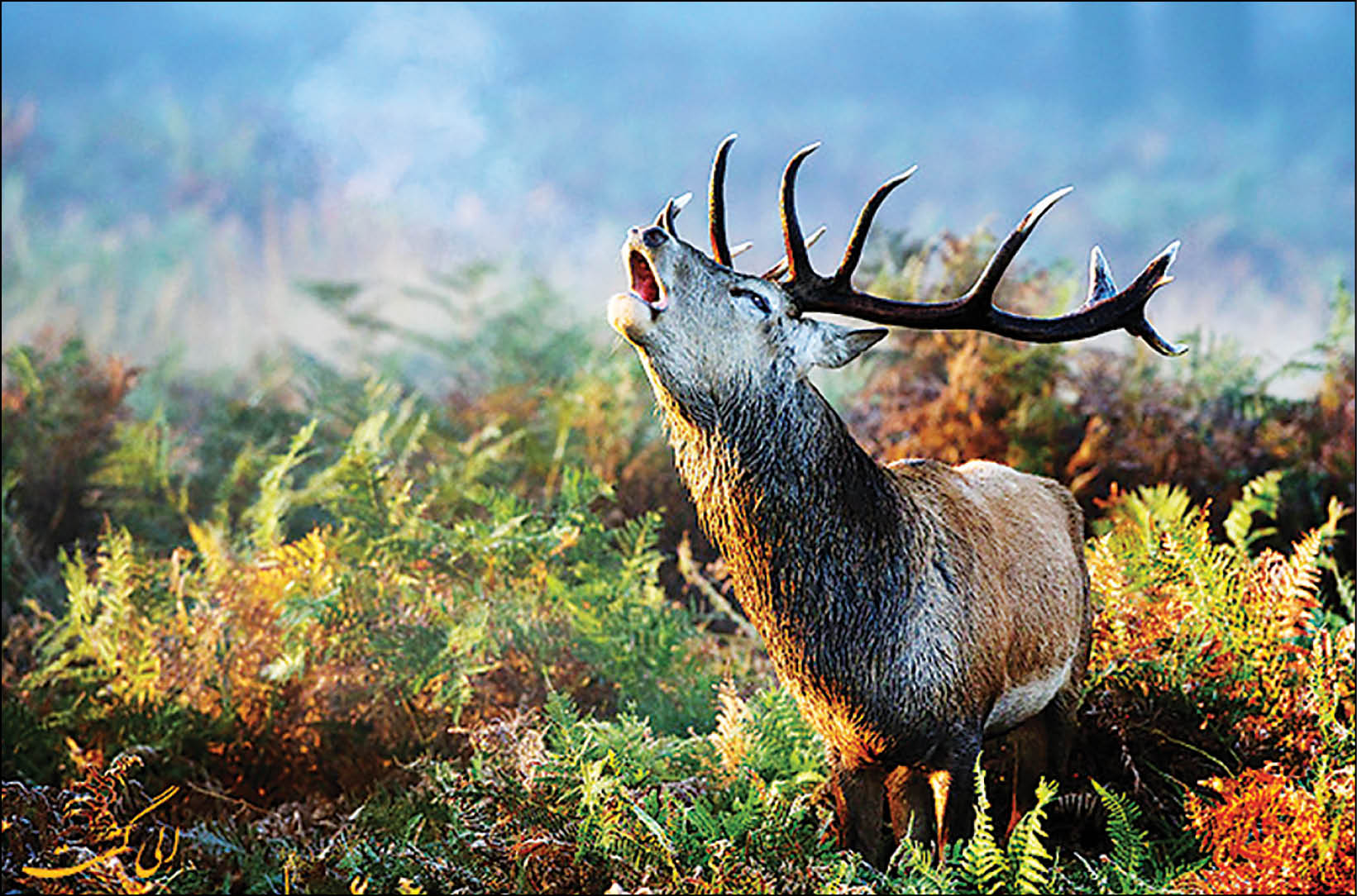 فصل «فریاد» در جنگل هیرکانی