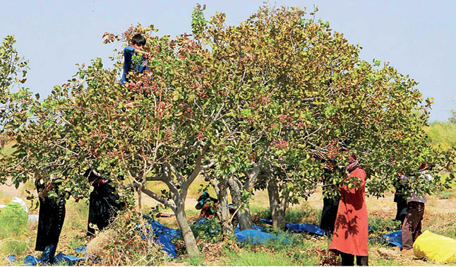 شروع دهمین جشنواره ملی پسته، از امروز