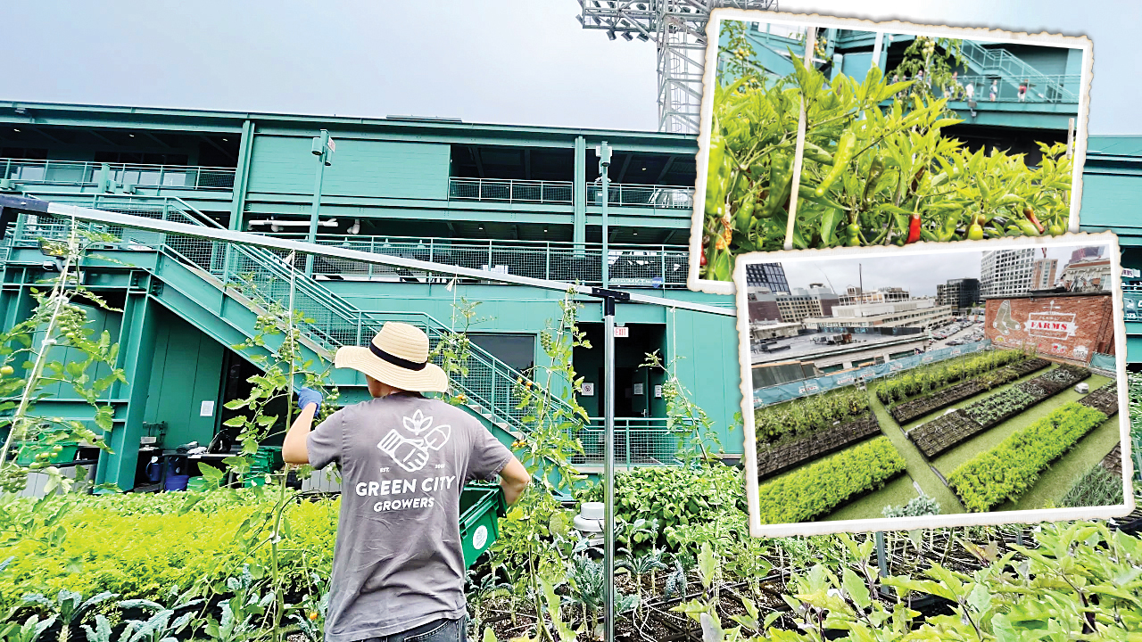 استادیوم یا مزرعه؟