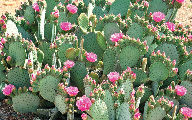 کشت «اپونتیا» در 9 استان