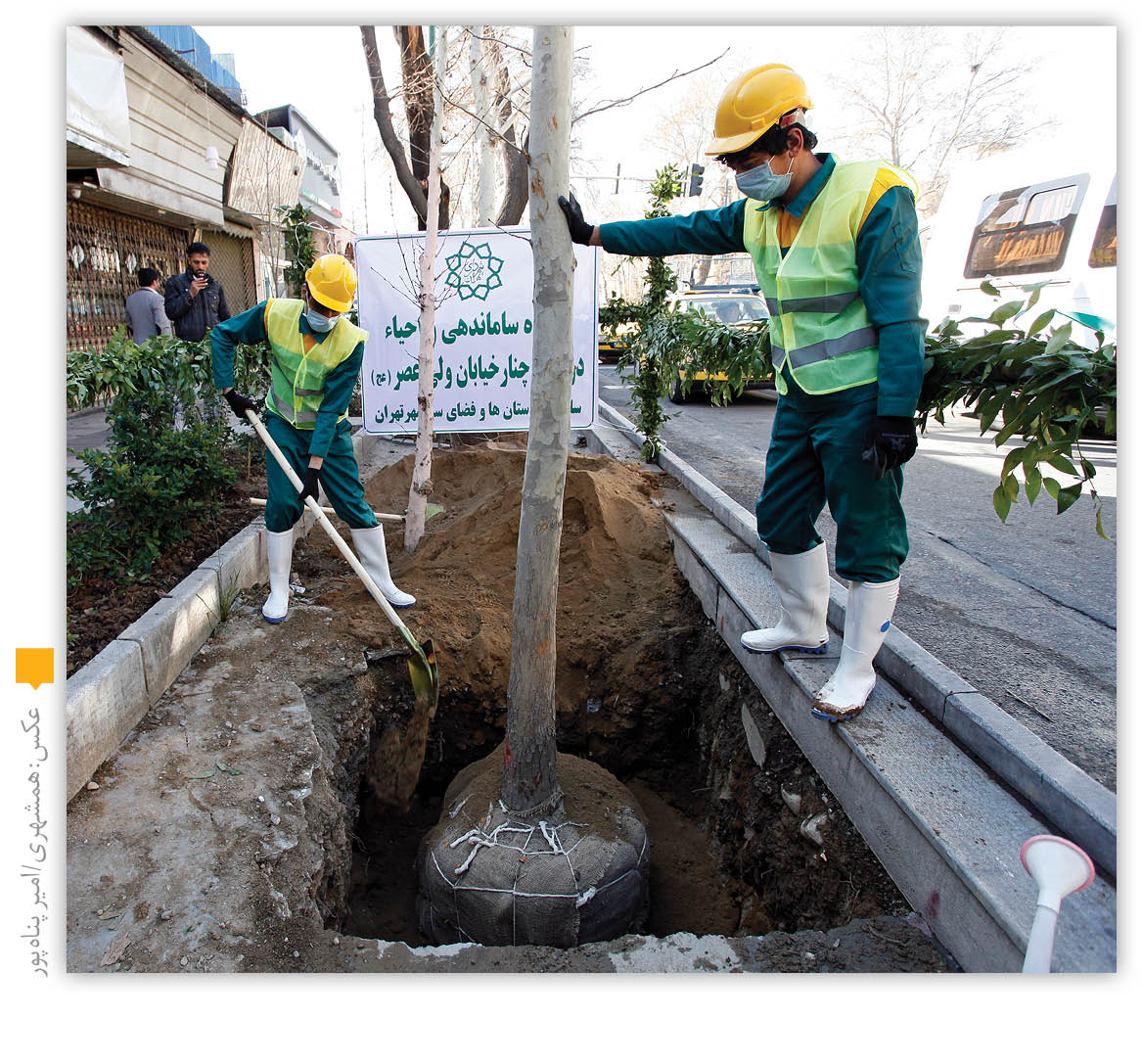چنار‌های شهرداری مشهد به تهران نیا‌مده‌اند