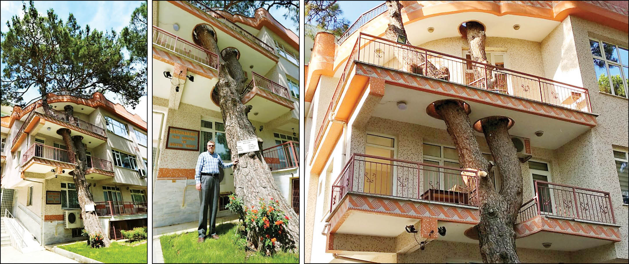 هم خانگی با کاج 337ساله