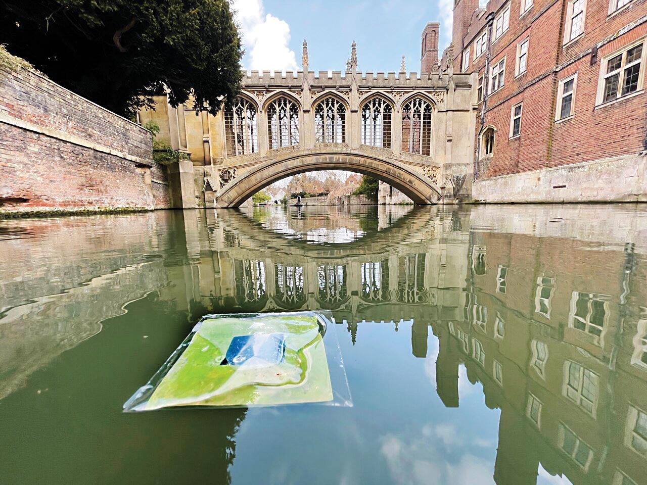 برگ سبزی تحفه علم