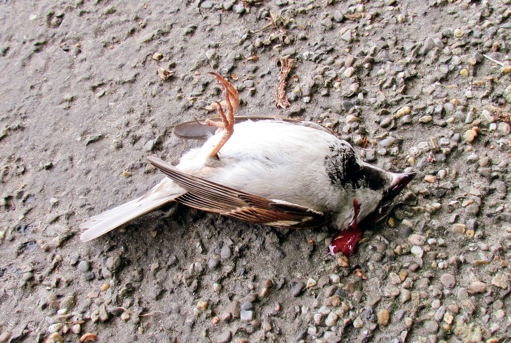 برگزیده جشنواره داستان‌نویسی کودکان غزه