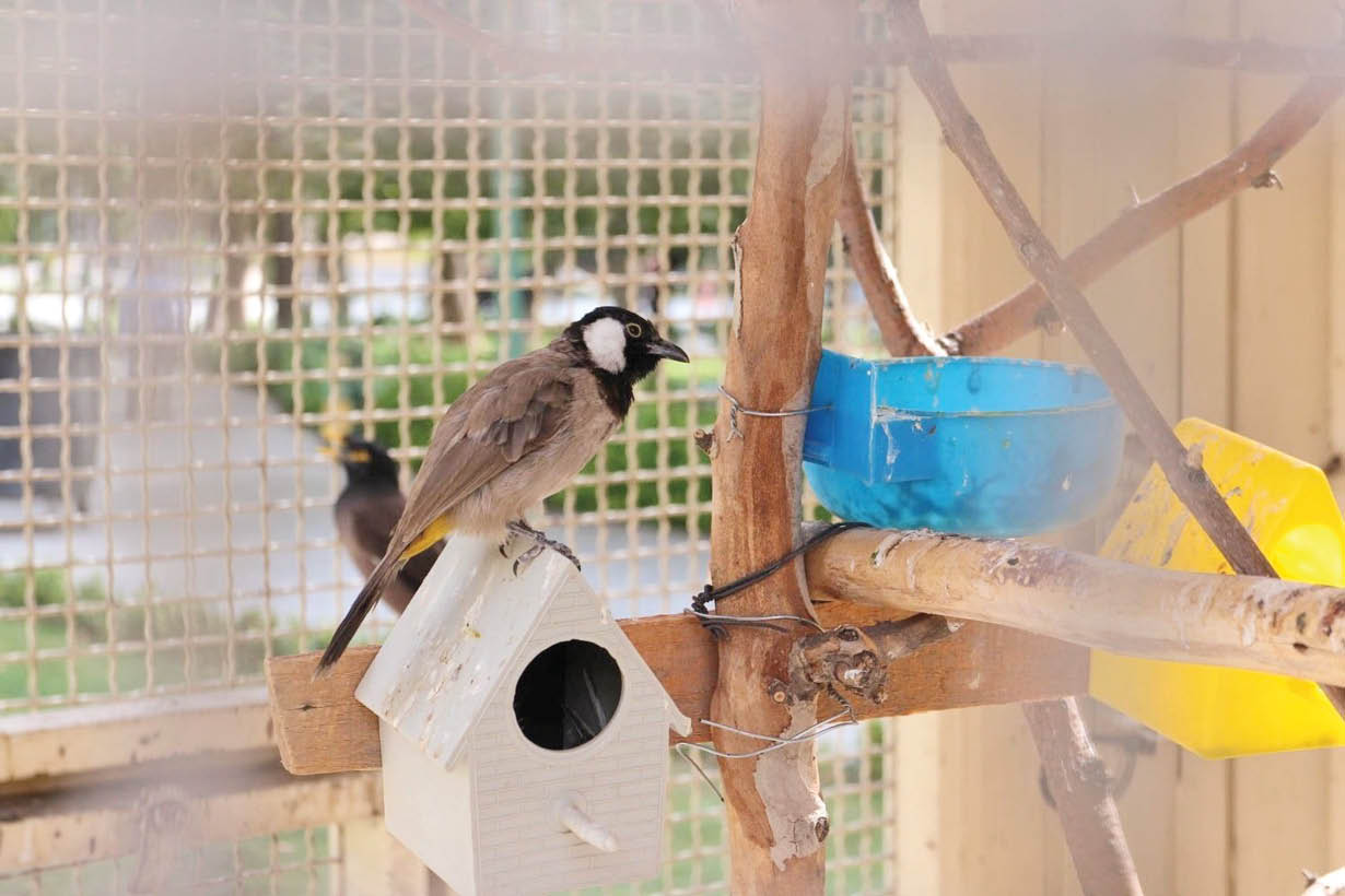 با حضور در برخی از بوستان‌های پایتخت می‌توانید زیبایی‌های حیات وحش را لمس کنید