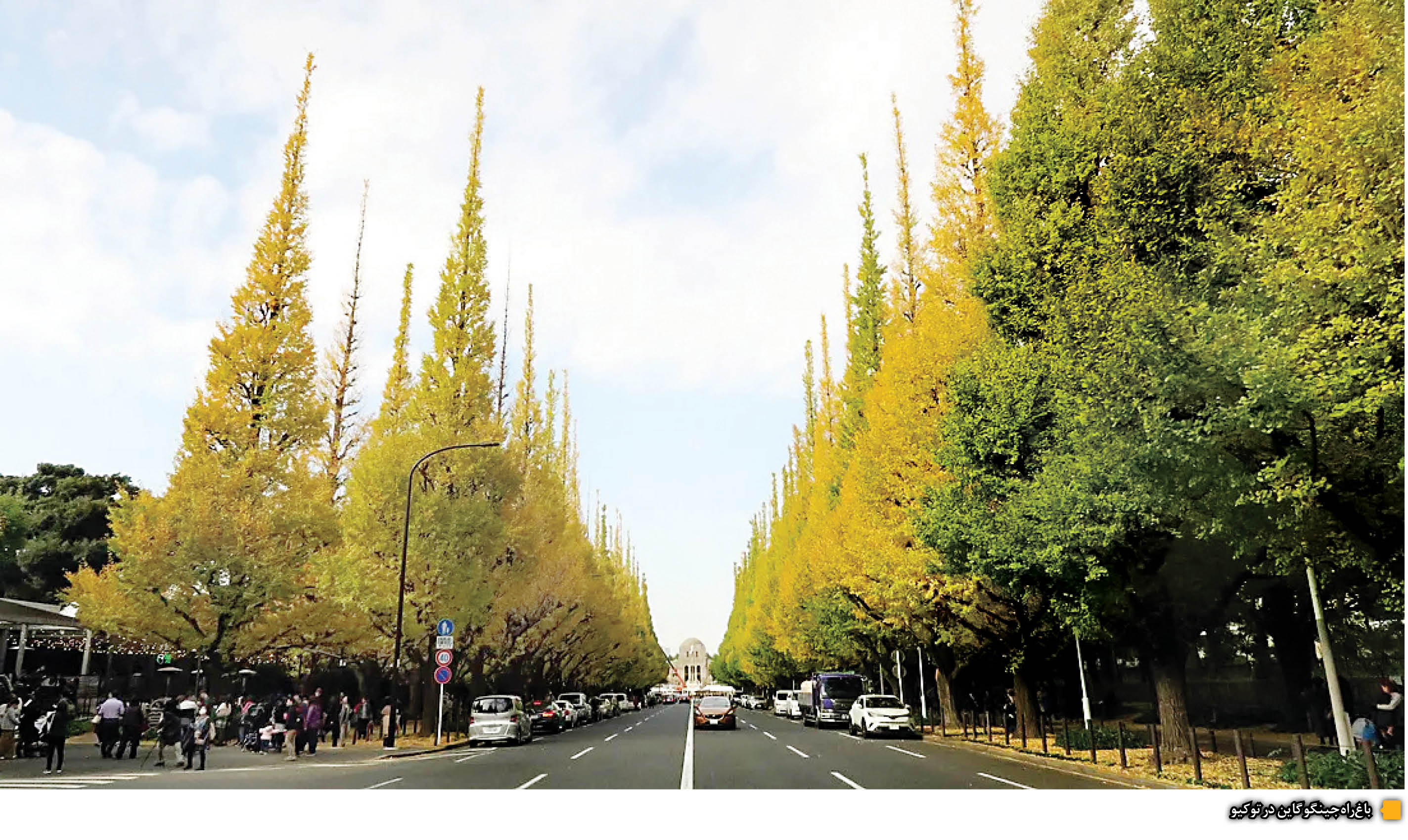 پیرایش ریه‌های تنفسی شهر