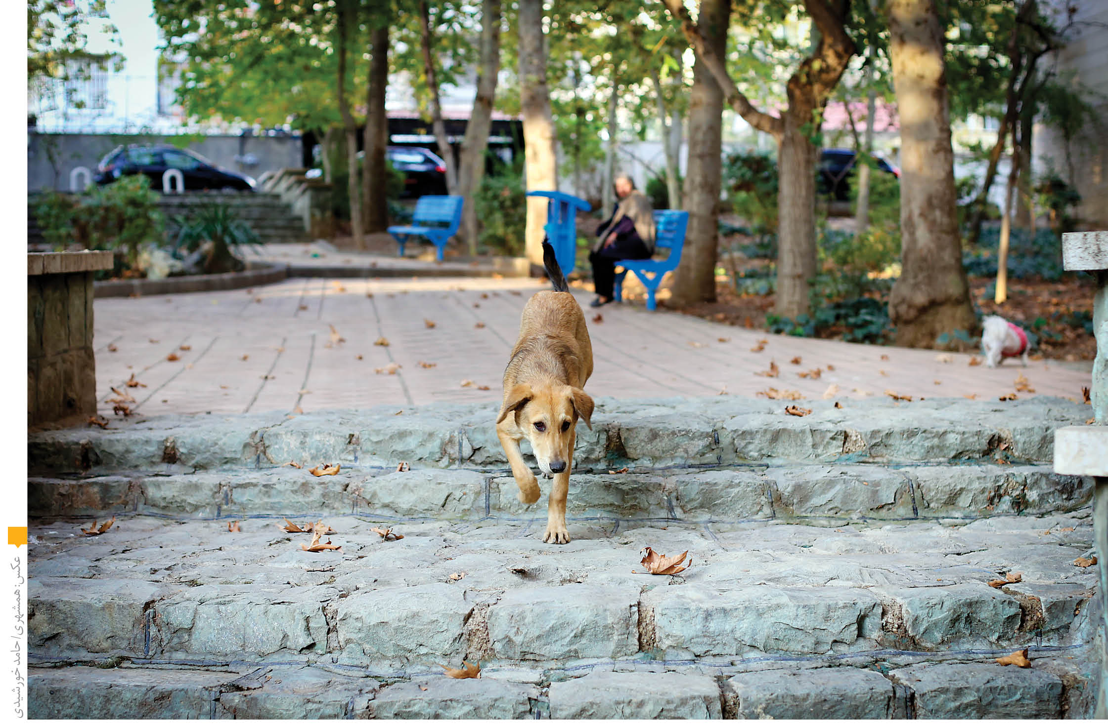 جولان 30هزار سگ ولگرد در تهران