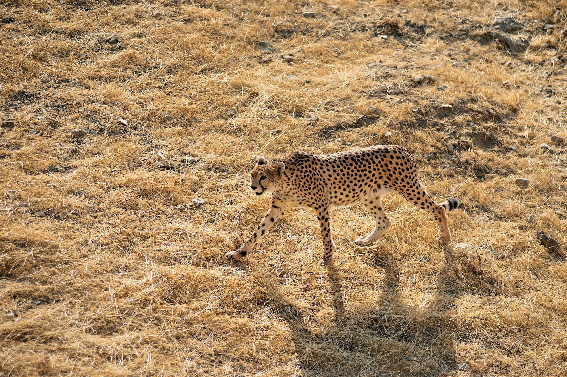 سفره خالی برای پذیرایی از یوز‌ ایرانی