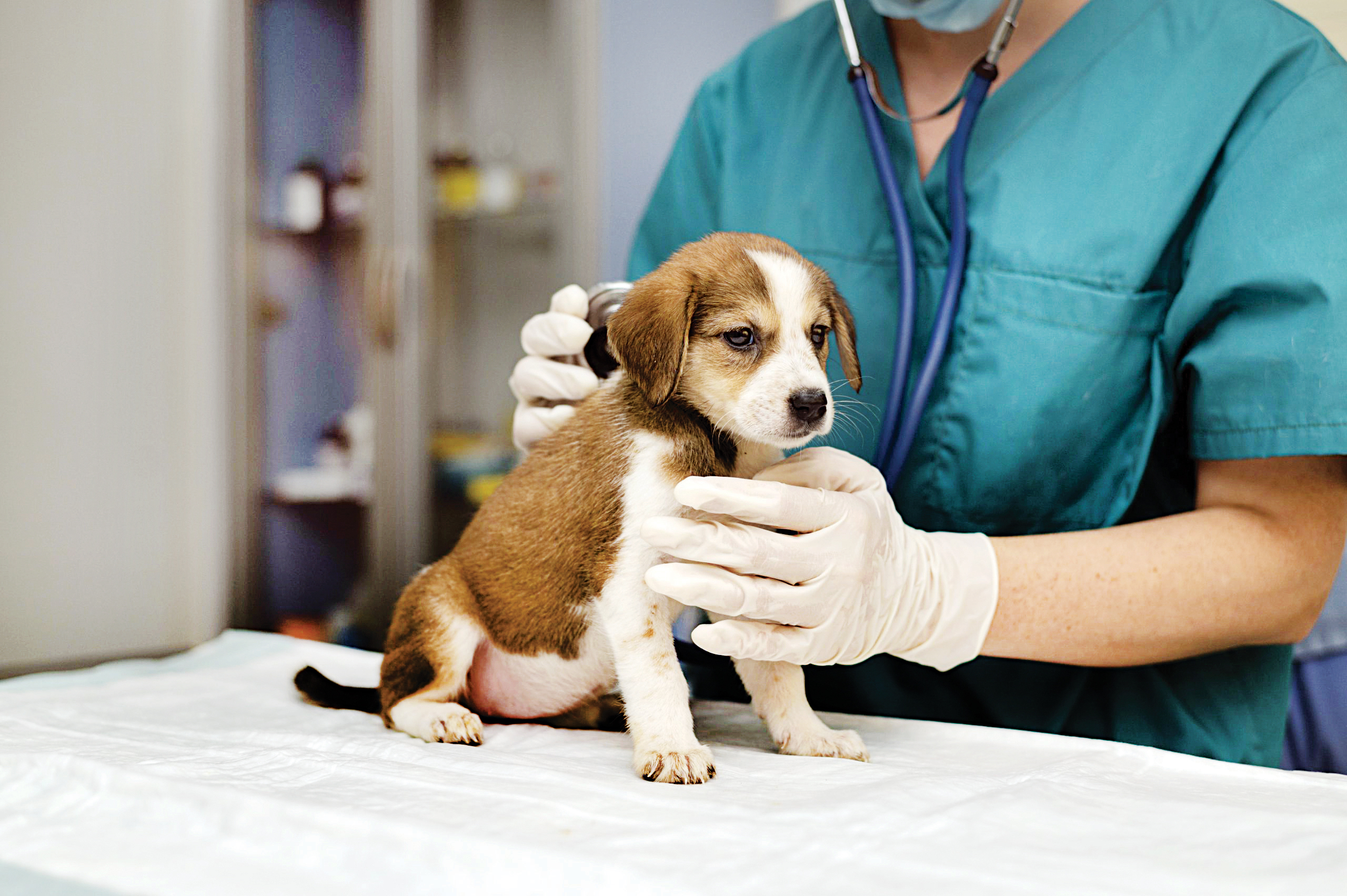 مراکز دامپزشکی ساماندهی می‌شوند