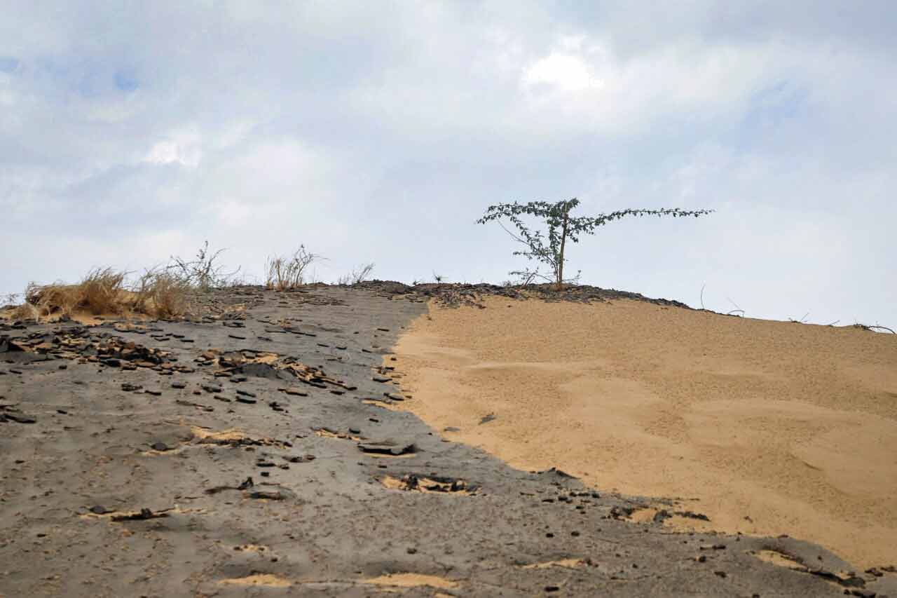 مالچ پاشی در شن‌زارها