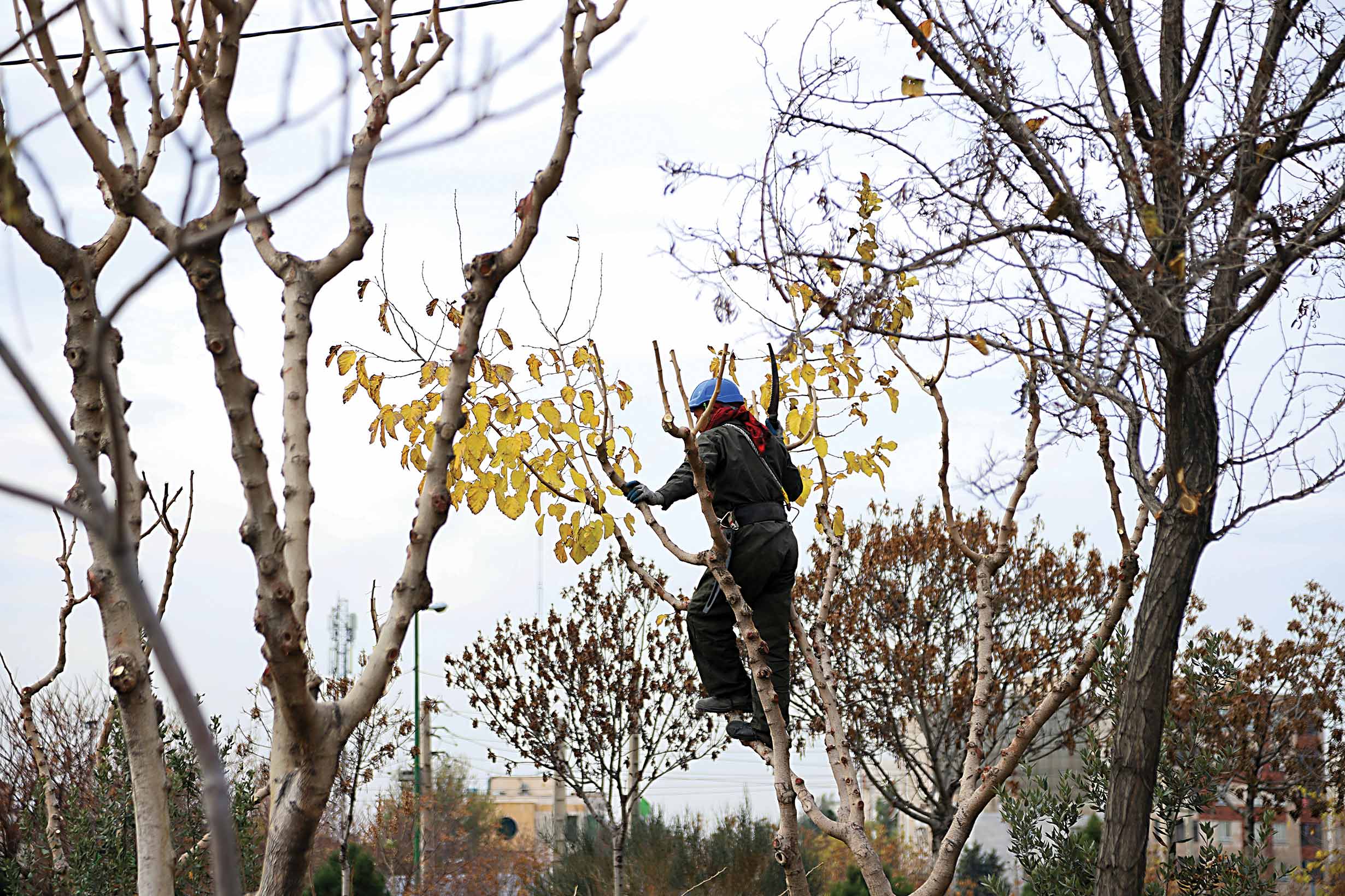 هرس درختان در خواب زمستانی