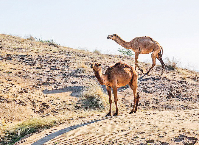 خطر در کمین زیستگاه شترهای کرخه