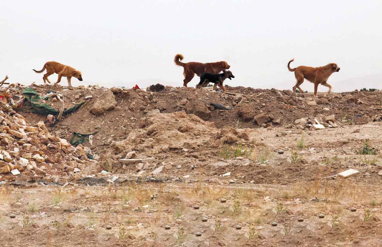 2 کودک در 2 روز پیاپی قربانی حمله سگ‌های ولگرد شدند