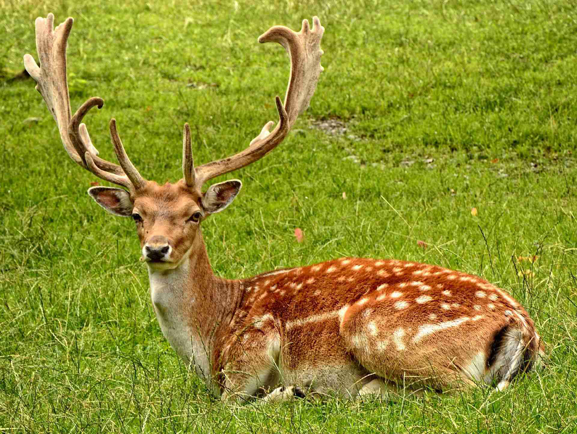 فرار از انقراض در اسارت