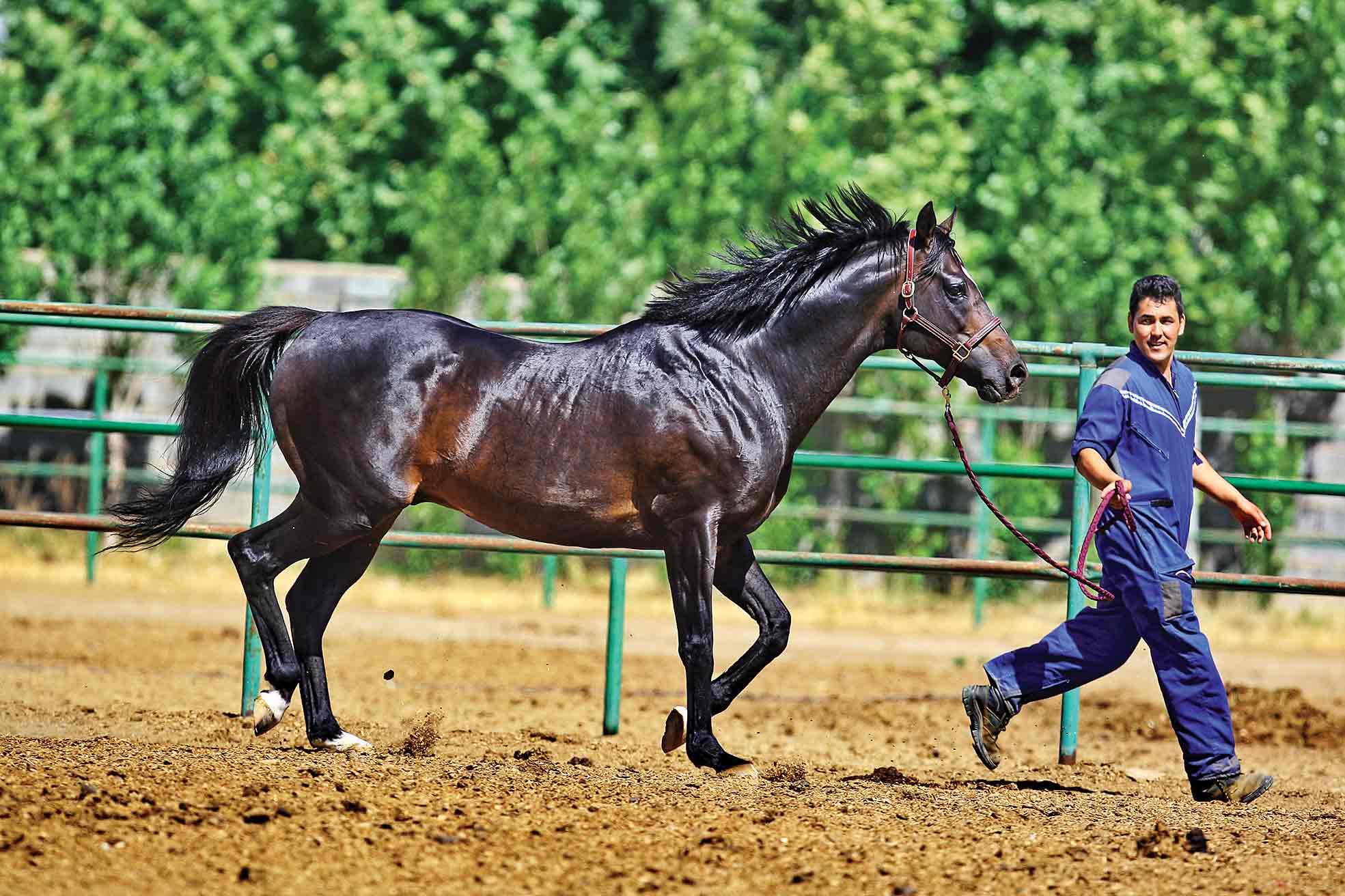 دایه‌های مهربان حیوان نجیب