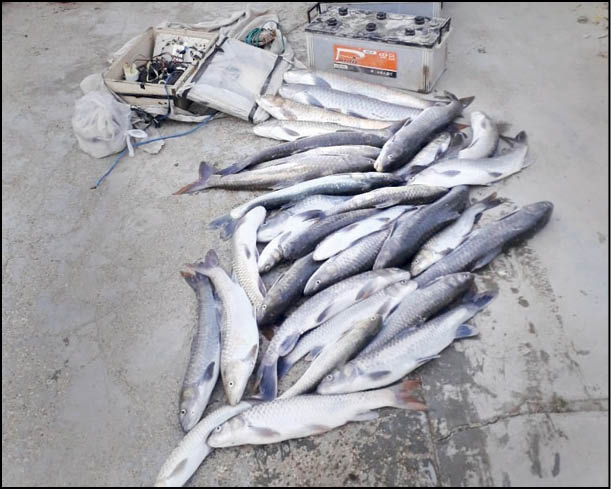 صید ماهی با برق