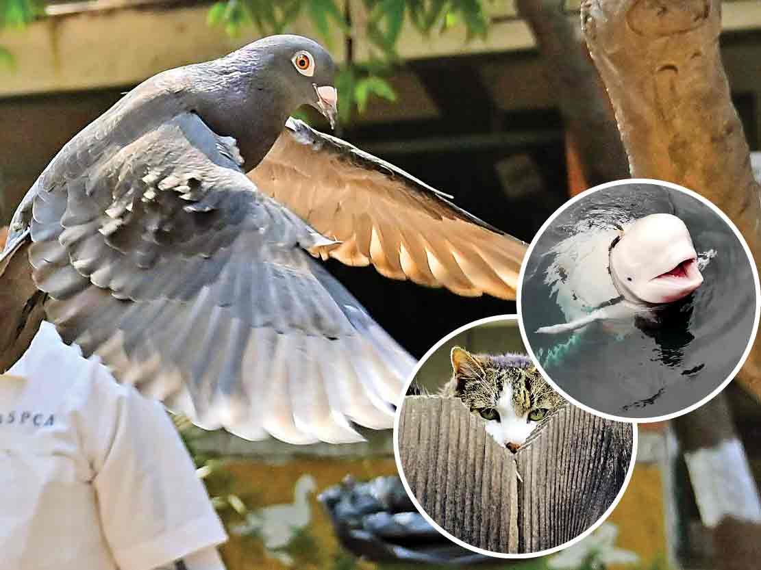 حیوانات جاسوس