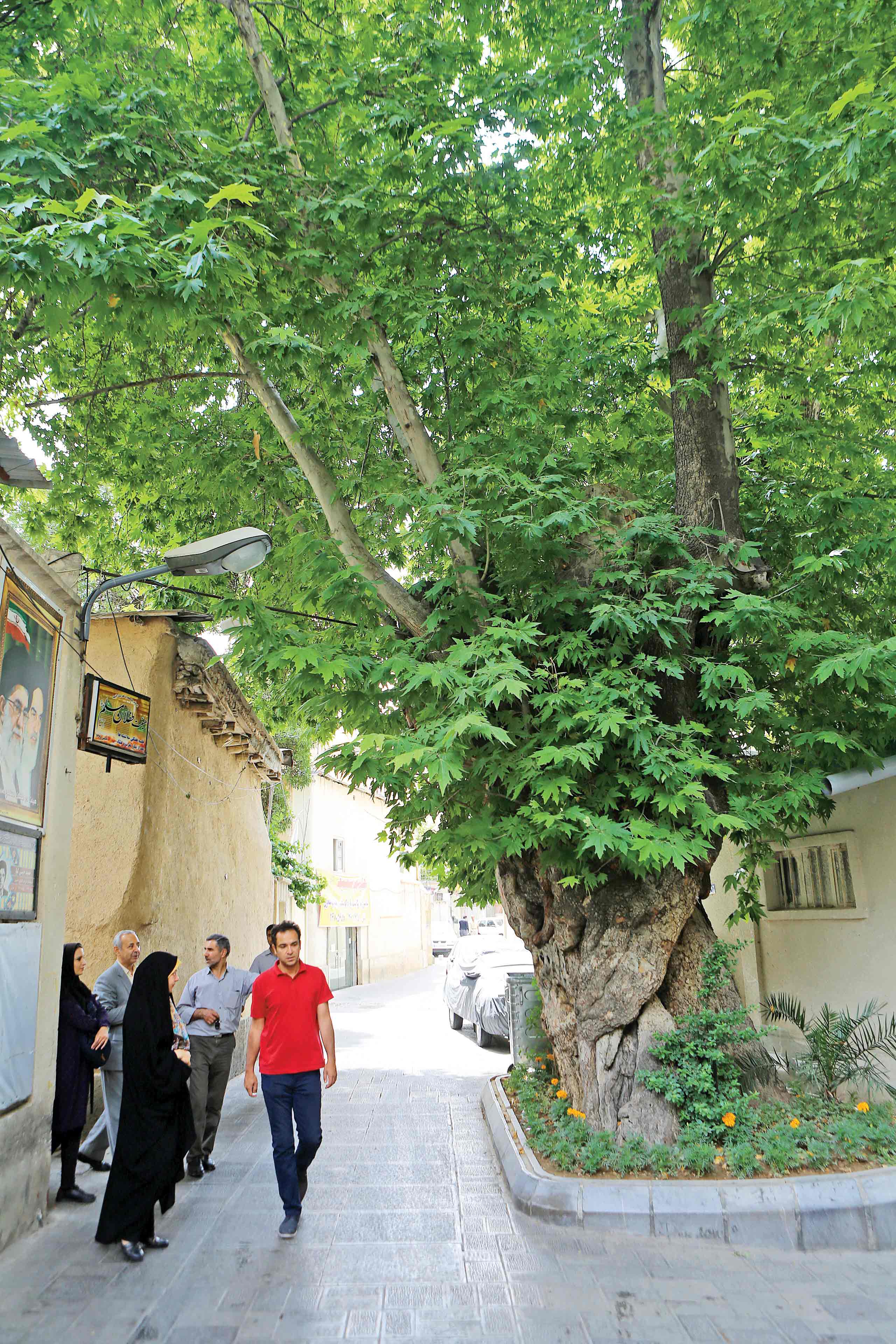 جمع یاران زیر درخت هزارساله