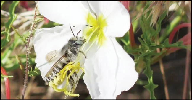 تأثیر آلودگی بر بوی گل‌ها