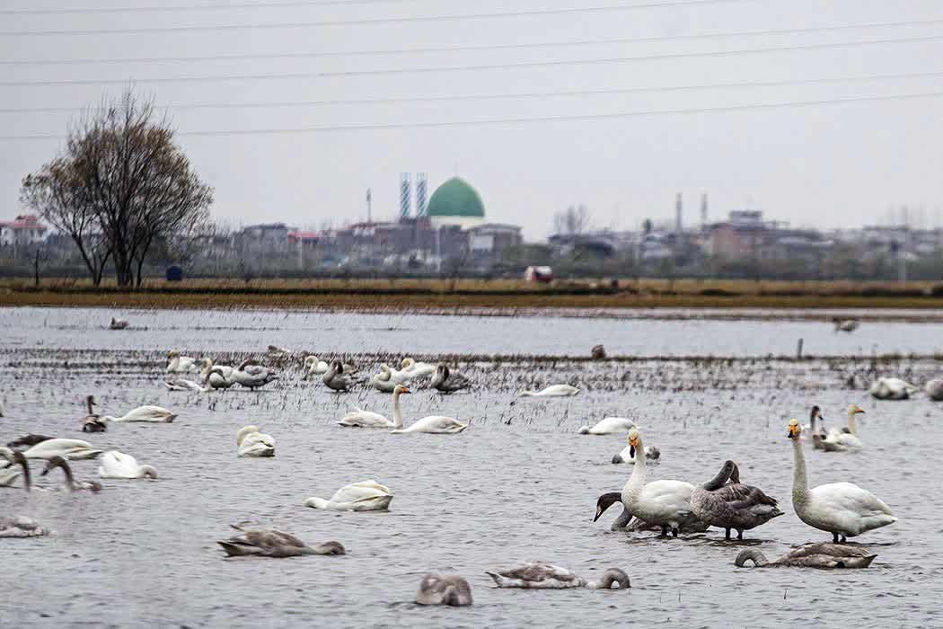 قوهای «سرخ‌رود»