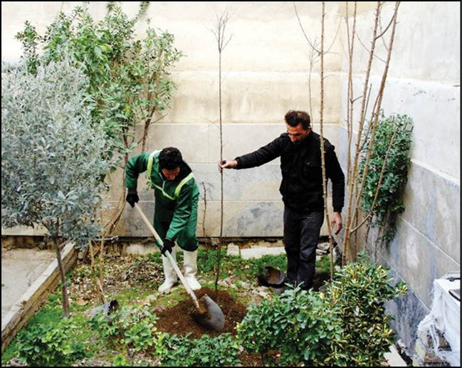 درخت رایگان برای شهروندان