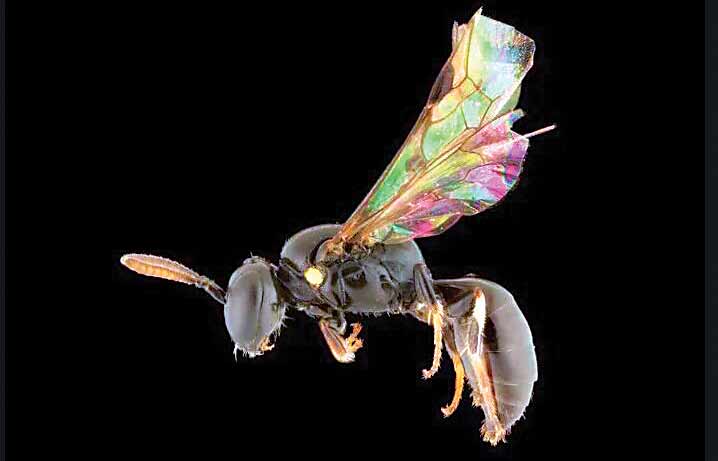 زنبورهایی که از اقیانوس آرام رد شدند