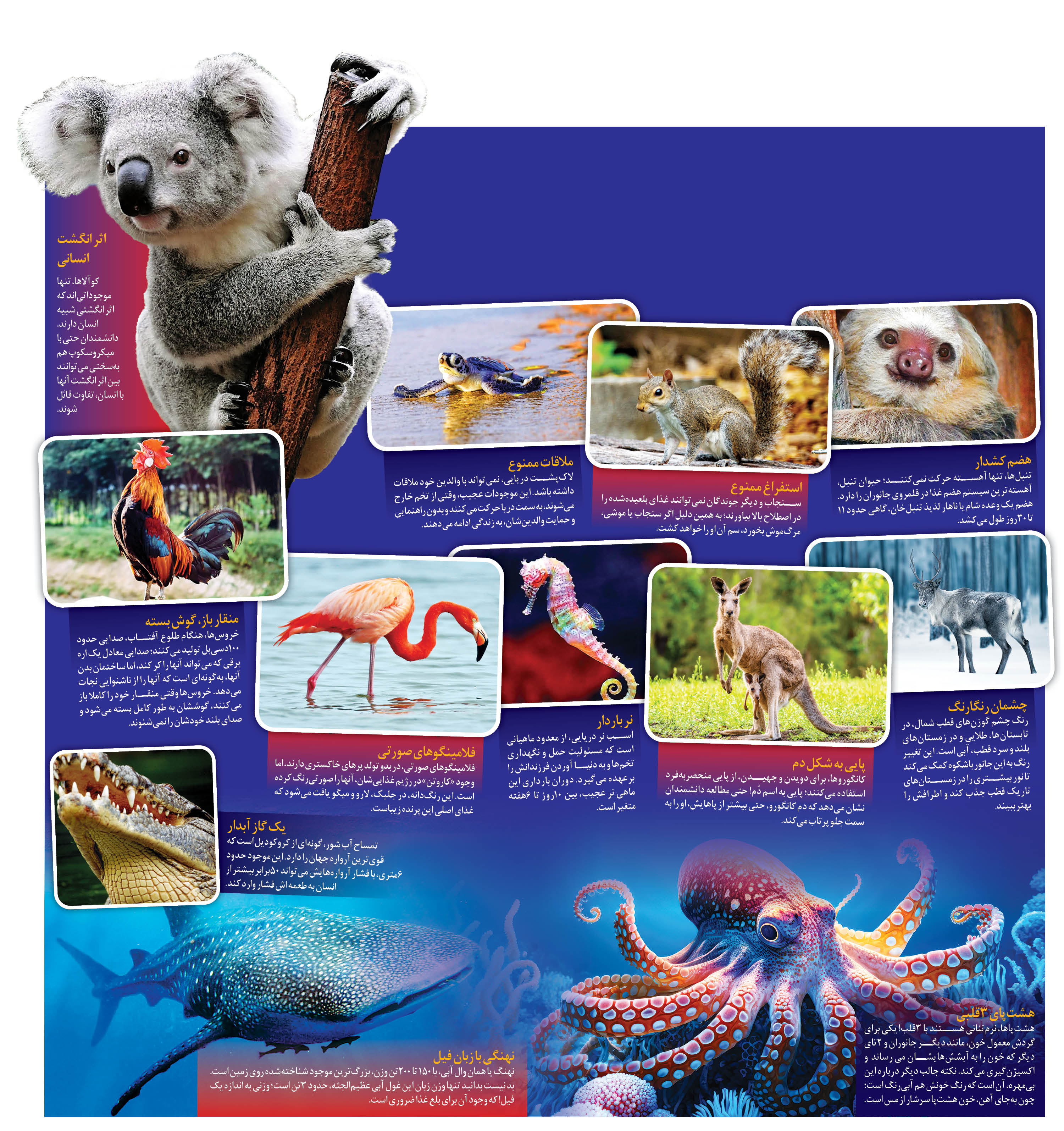 برای حیات‌وحش، کلاه از سر برداریم