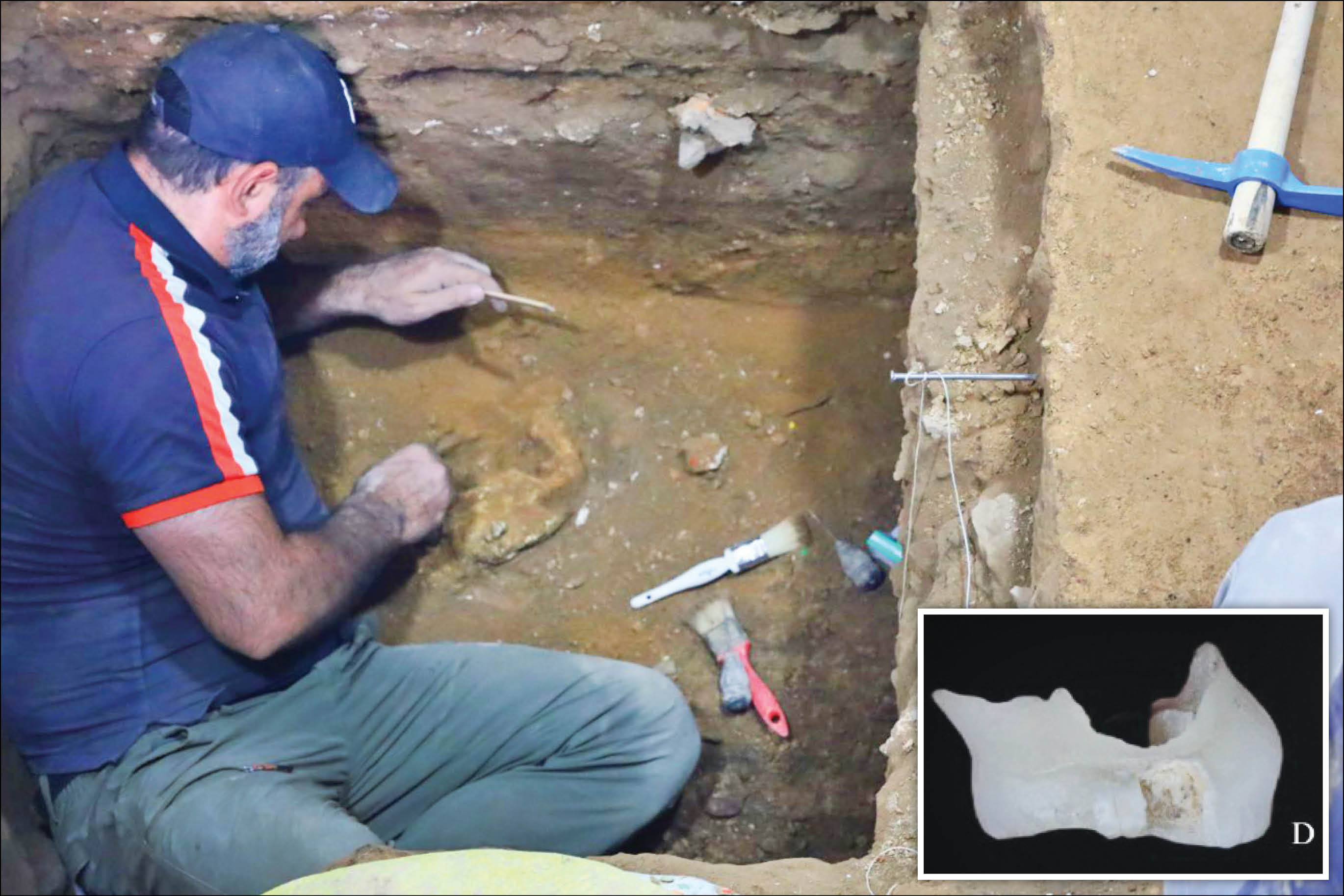 این دندان 175هزار ساله است