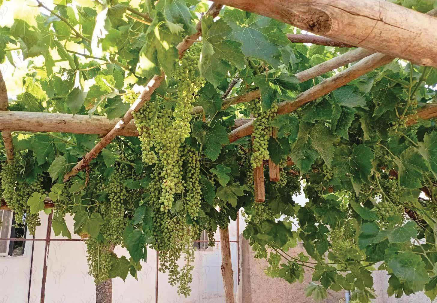 درخت خانگی دوسر سود