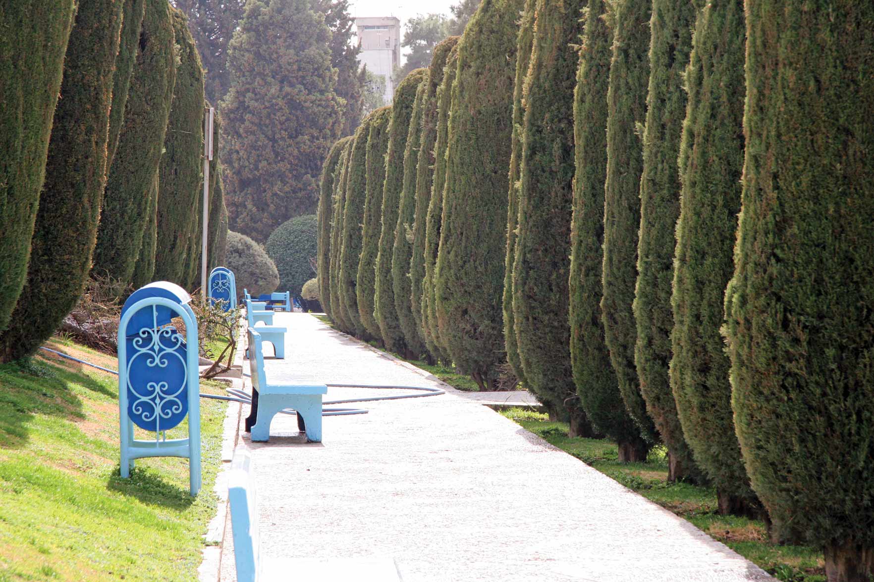 درختی که محصولش میلیونی است!