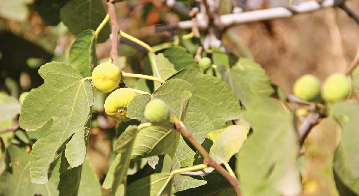 پذیرایی از ناصرالدین شاه با انجیرهای یوسف‌آباد