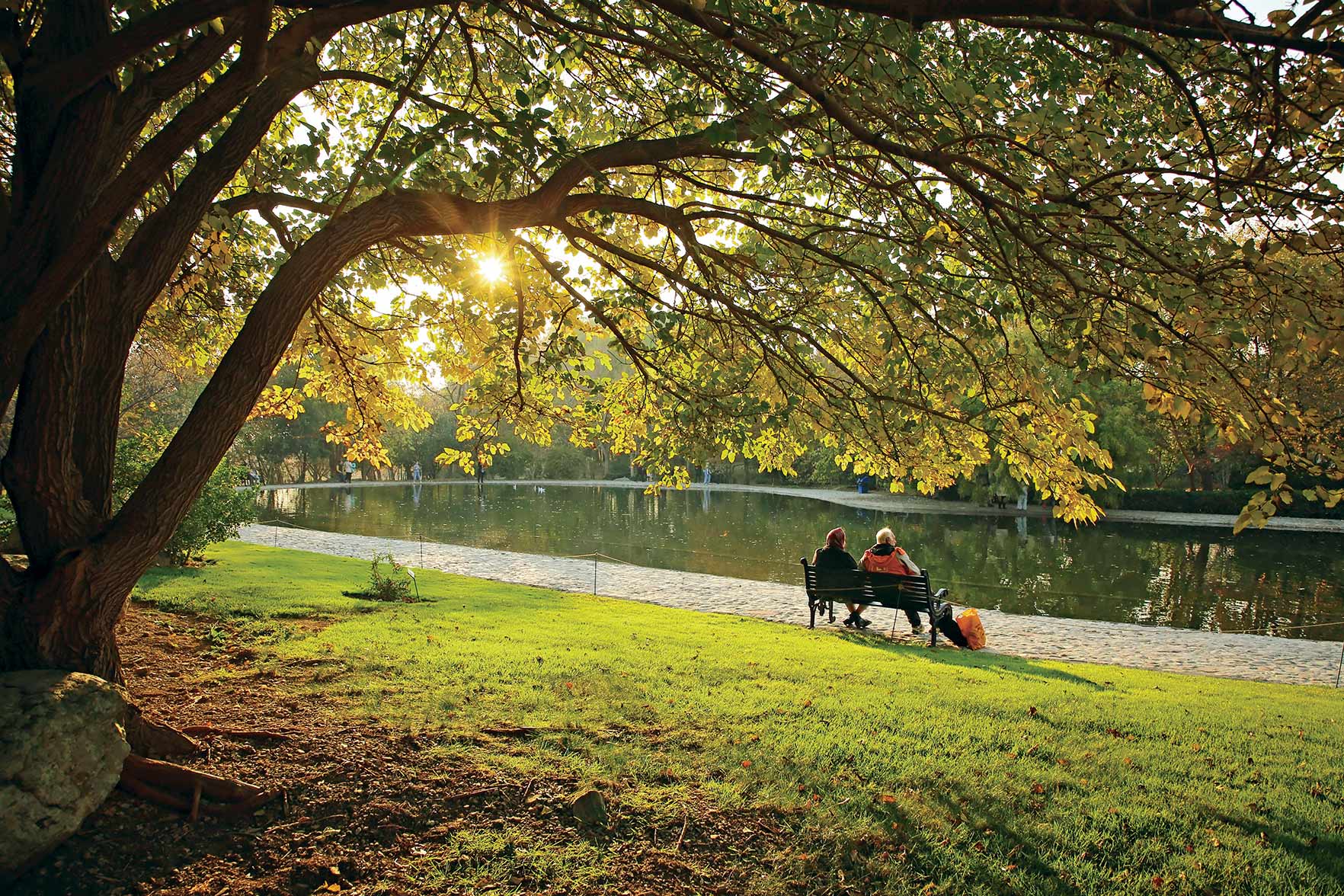 دورهمی درختان طهران در غرب پایتخت