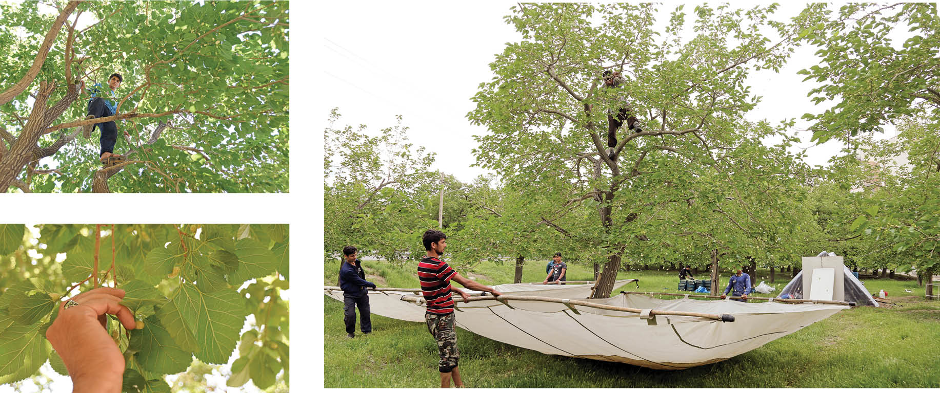 گل سرسبد بازار بهاره پایتخت