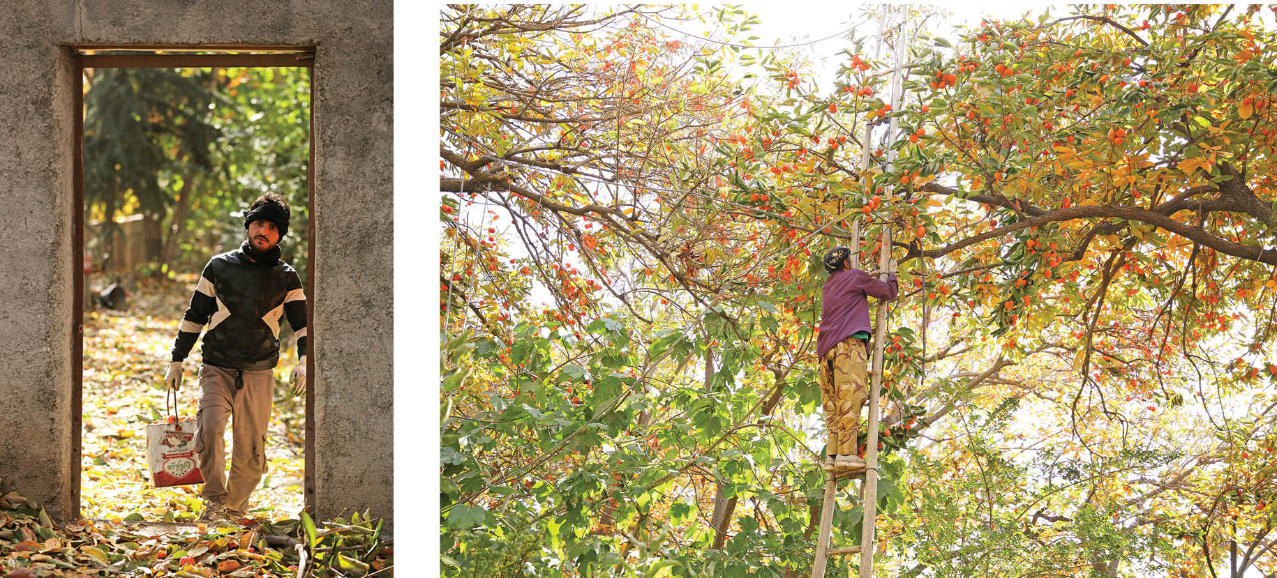 میوه دو هزار ساله با دو امتیاز ملی از تهران