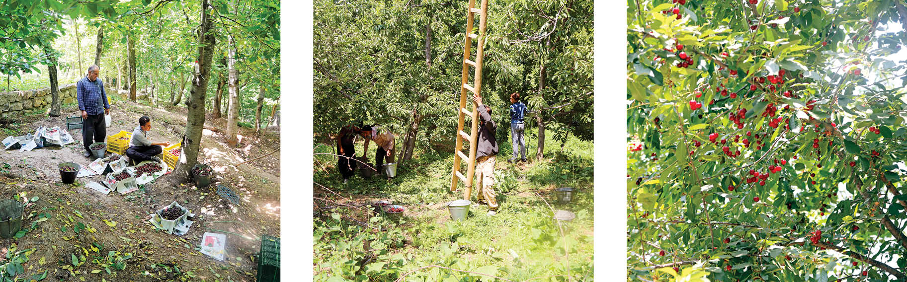 در جست‌وجوی رد شکوفه‌ها؛ از کند علیا تا بازار کشورهای عربی