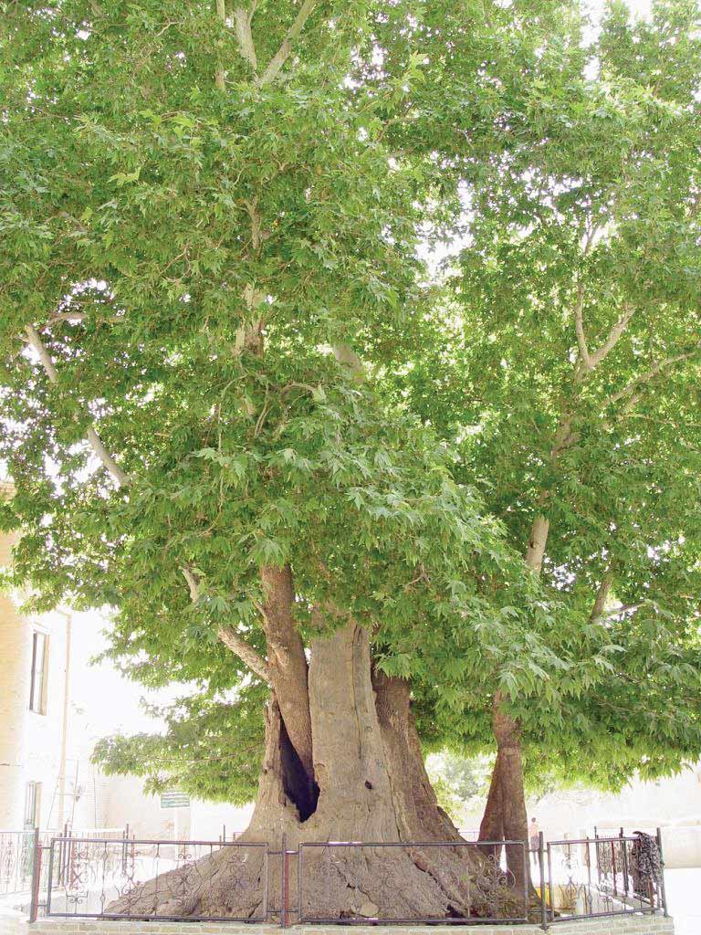 چنارستانی به نام تهران