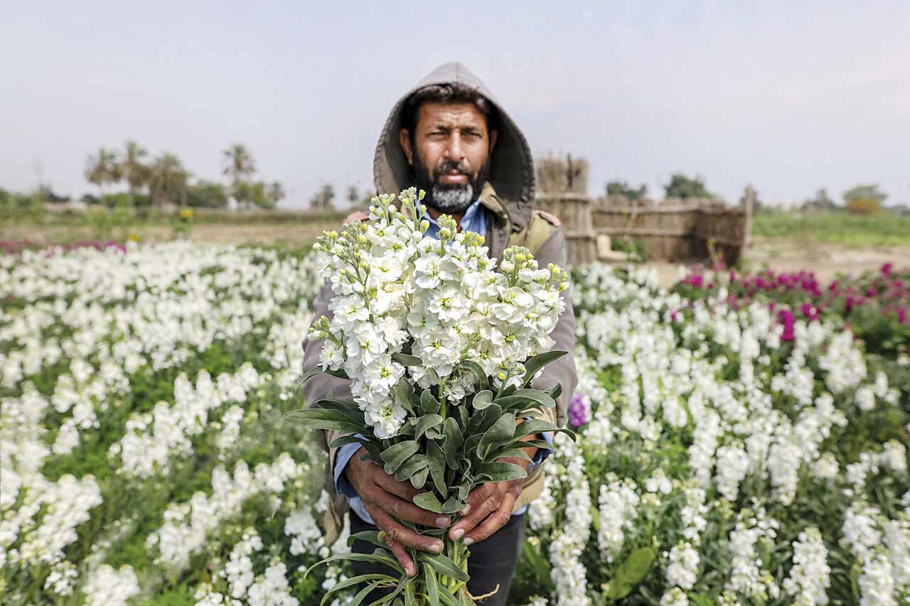 زنبق‌ها آمدند