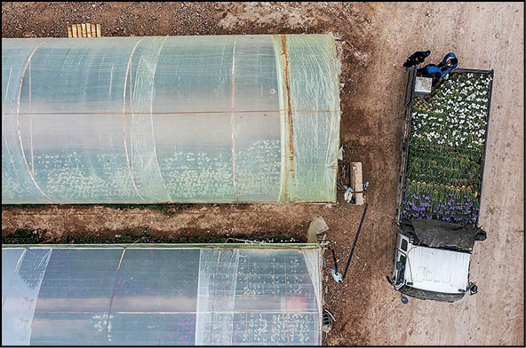 پرورش «شب‌بو» در آستانه بهار