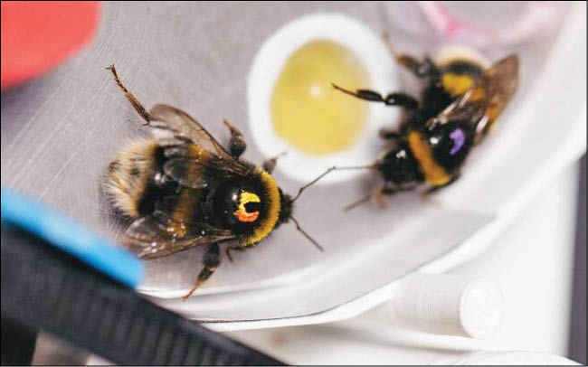 قدرت بالای یادگیری و آموزش‌دهی زنبورها