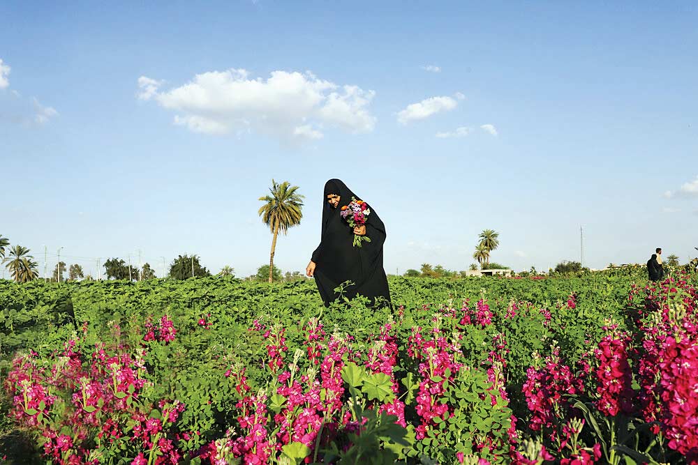 مزرعه گل شب‌بو در حمیدیه