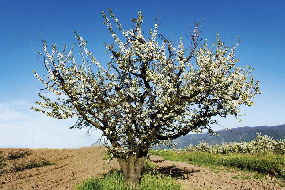 عروسی درختان